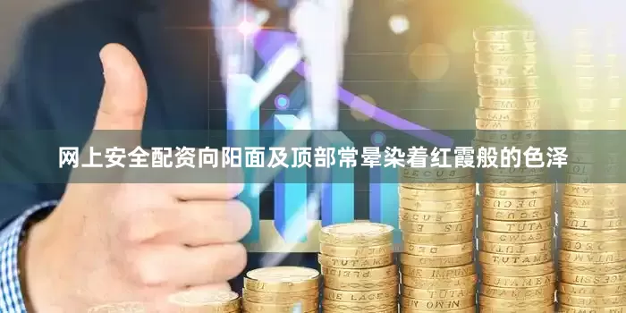 网上安全配资向阳面及顶部常晕染着红霞般的色泽